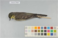 藏品(東方黃鶺鴒)的圖片